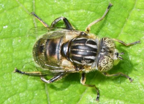 Eristalinus sepulchralis